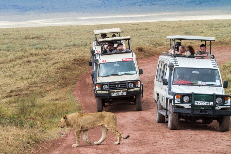 Safari dans le cratère Ngorongoro