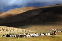 Ladakh :  sur les pas des nomades Changpa