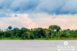 Amazonie©GregoryRohart-1