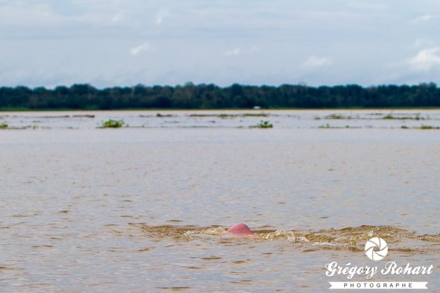 Le dauphin rose vit dans les eaux du fleuves Amazone. C'est un animal protéger car il est braconné par les pêcheurs qui se servent de sa graisse pour servir d'appât.