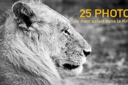 Afrique du Sud : les photos de mon safari dans le Kruger