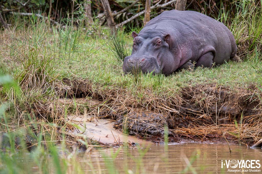 Hippopotame Santa Lucia