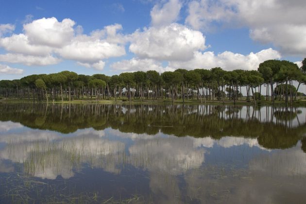 Doñana Pinares Agua