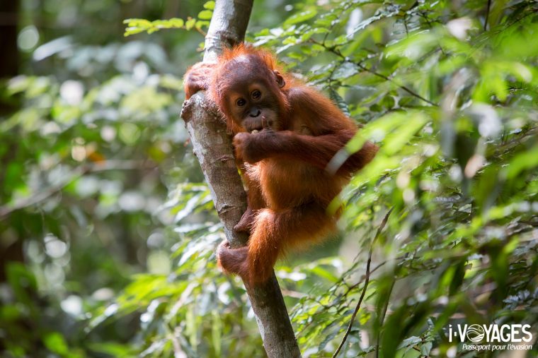 Orang-outan de Sumatra (Pongo abelii), Indonésie.