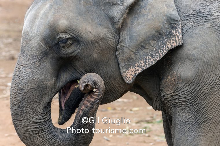 Portrait d'éléphant de profil