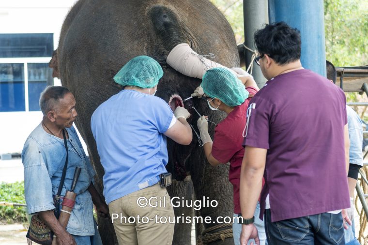 Vétérinaire intervenant sur éléphant