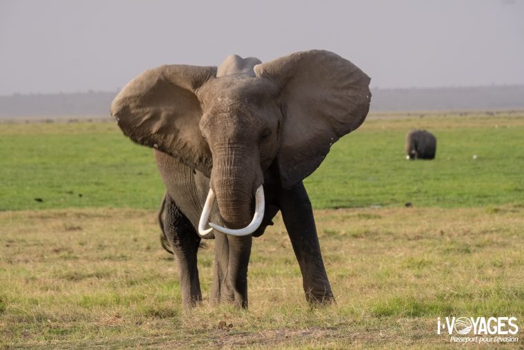 Eléphant, parc national Amboseli