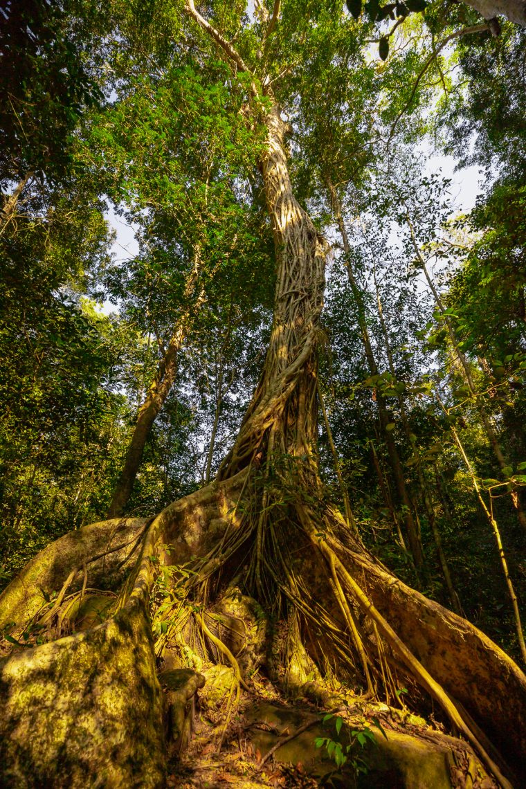 Jungle du parc national Khao yai, Thaïlande