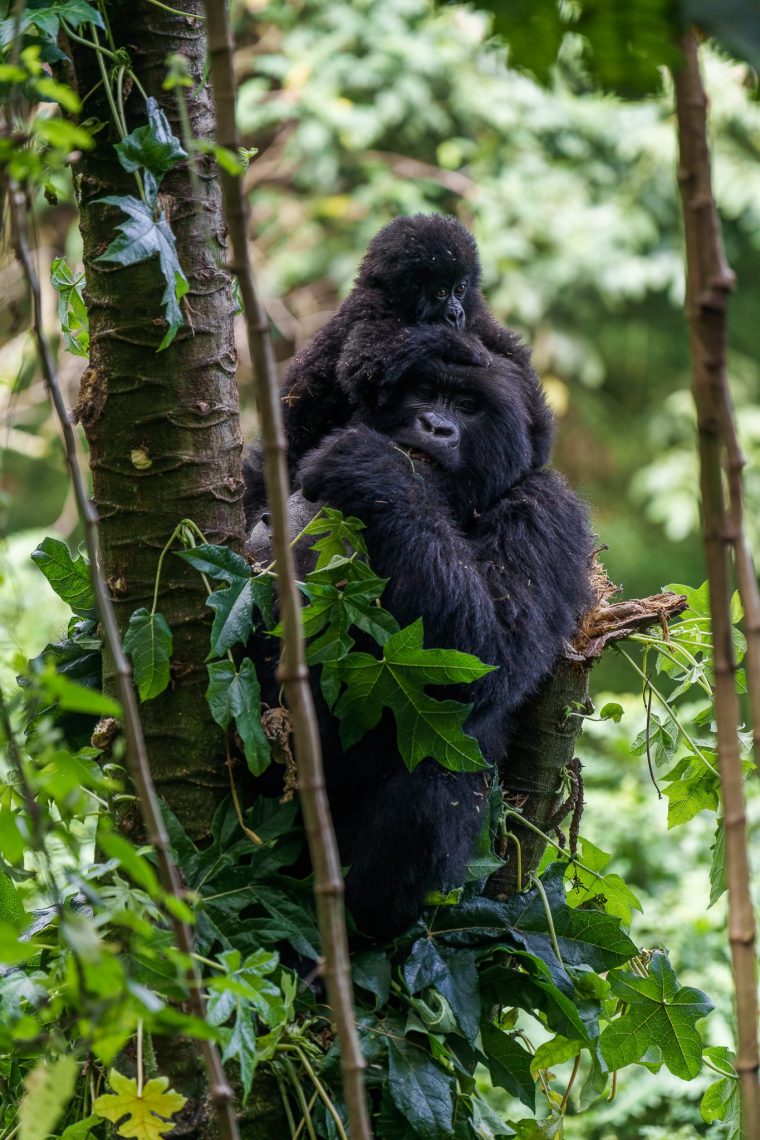 Gorille des montagnes, Ouganda