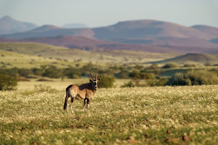 Oryx, Palmwag