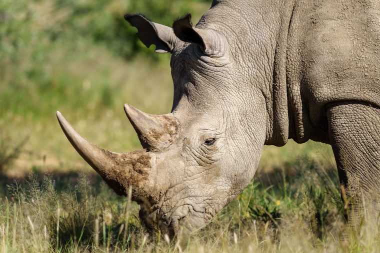 Rhinocéros blanc, Okonjima Nature Reserve