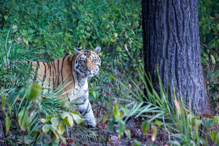 Tigre, parc national Kanha