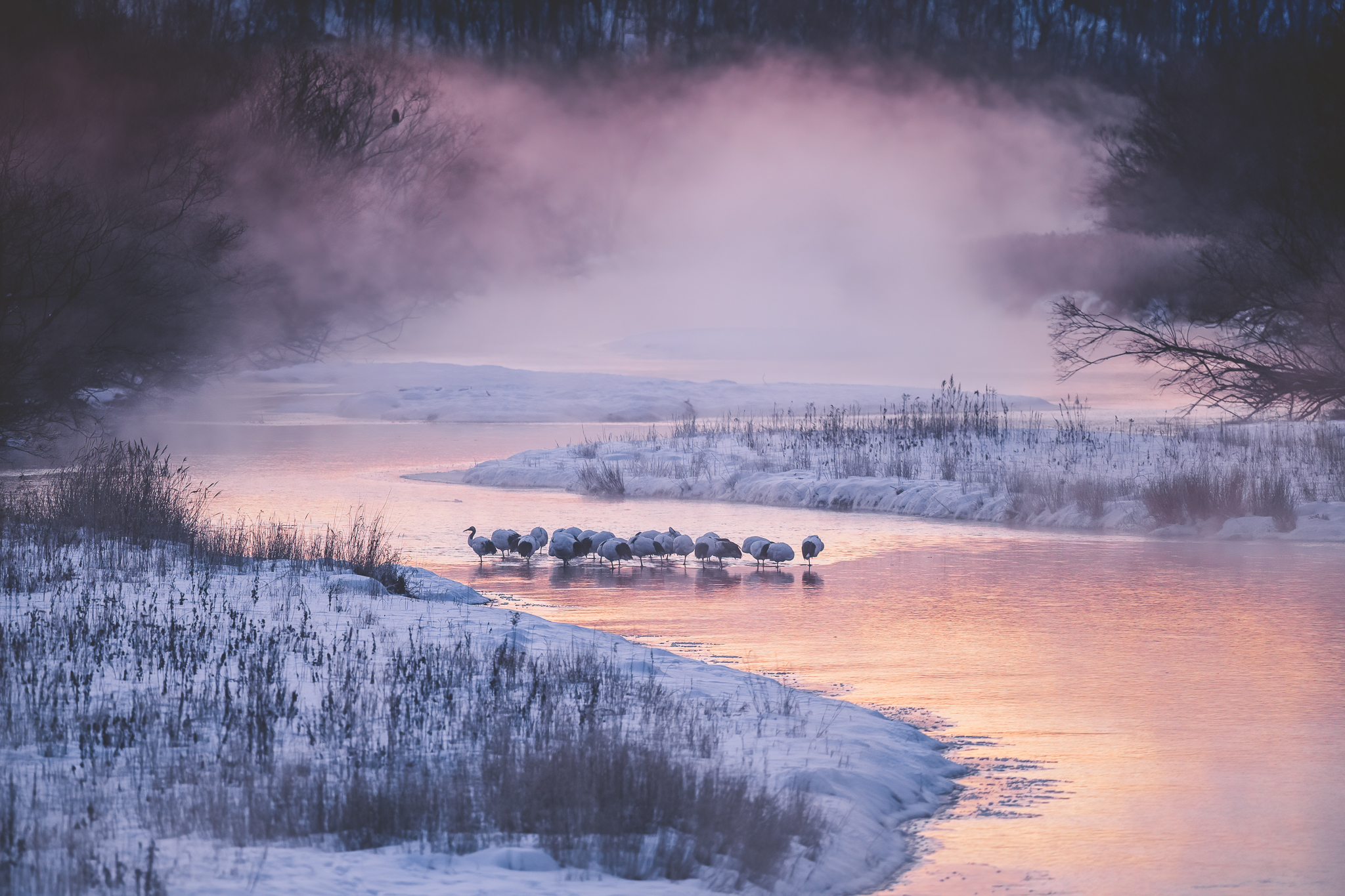 Les 7 meilleurs sites ornithologiques à découvrir en hiver à Hokkaido
