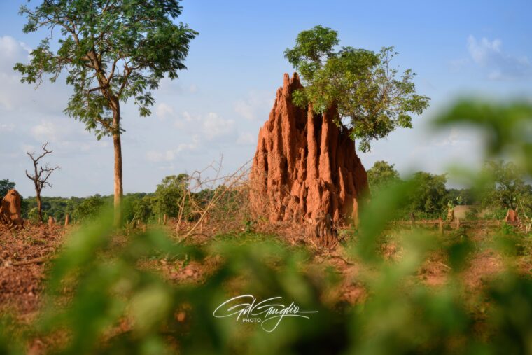 Côte d’Ivoire : d’Abidjan aux traditions sénoufo