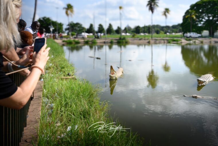 Les crocodiles du Nil veillent sur Yamoussoukro la capitale de la Côte d’Ivoire. Photo : Gil Giuglio