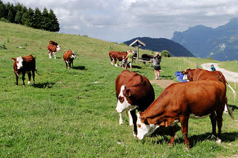 Apprendre à reconnaître les différentes races de vaches, et une foule d’autres choses, lors de sympathiques randonnées